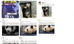 娱乐圈爆料熊猫的明星,熊猫明星的幕后故事